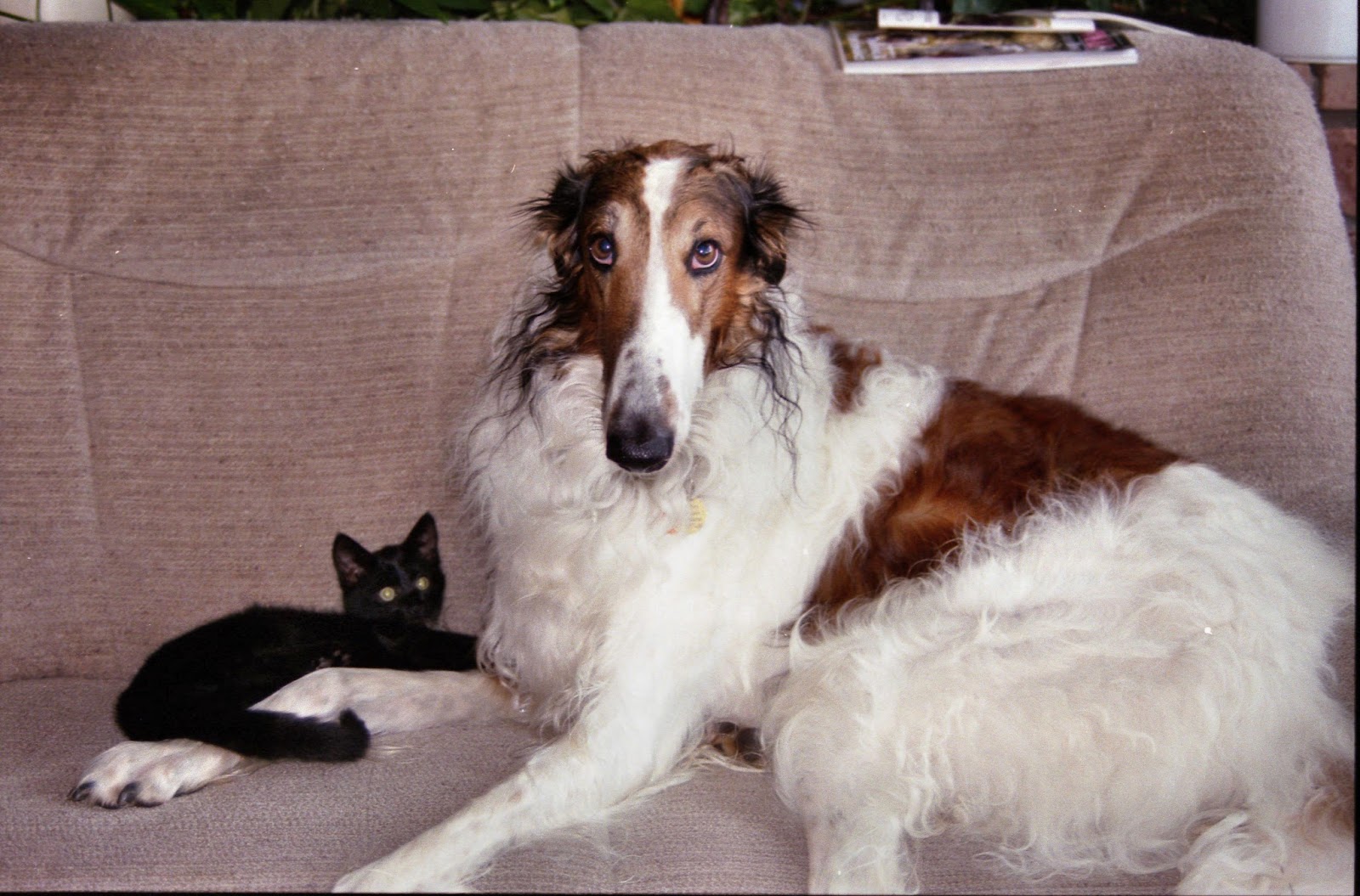 Pet Groom New York City in Home - Dog & Cat Grooming