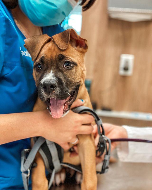 Pet Health Animal Hospital photo 2