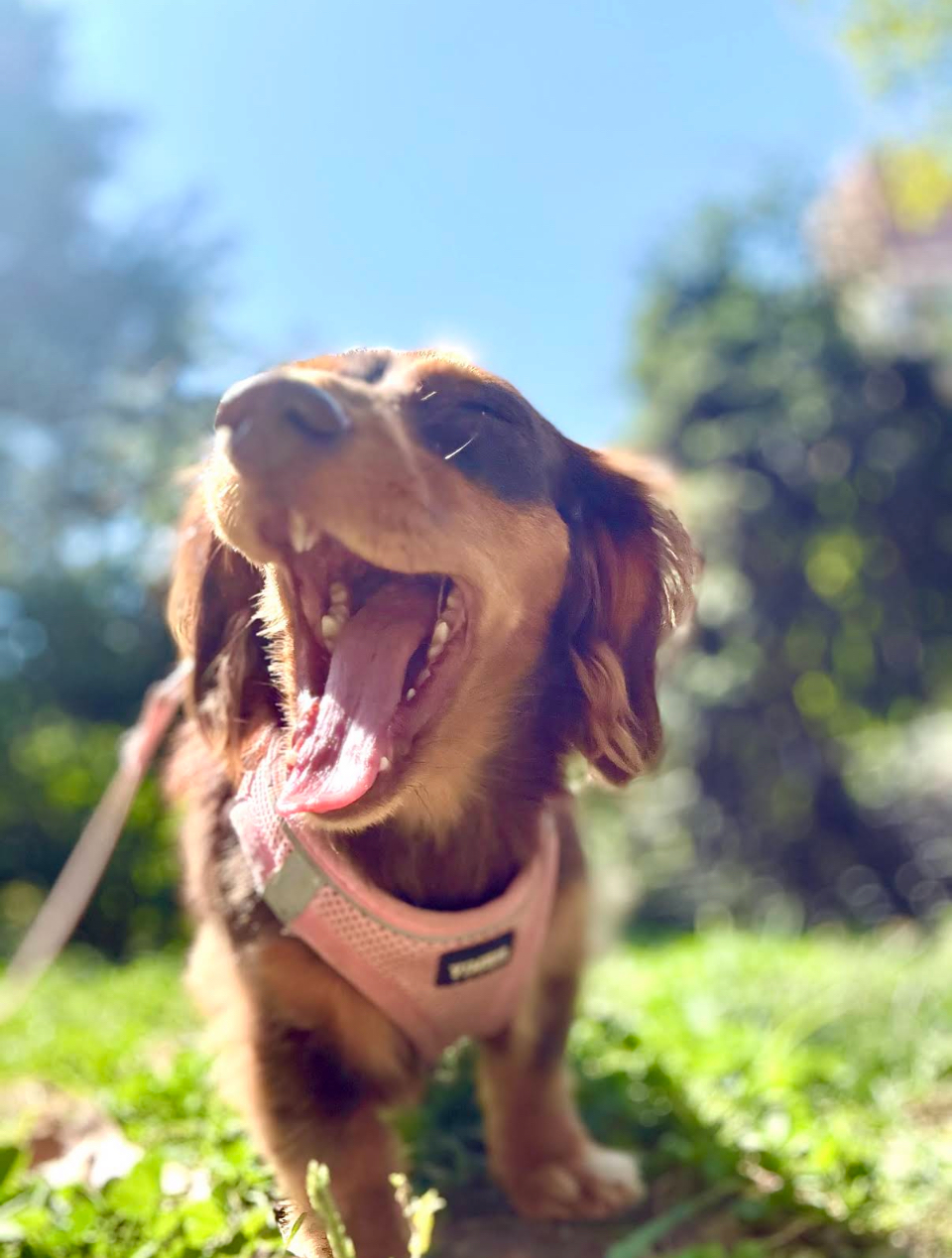 Pet Love NYC photo 2