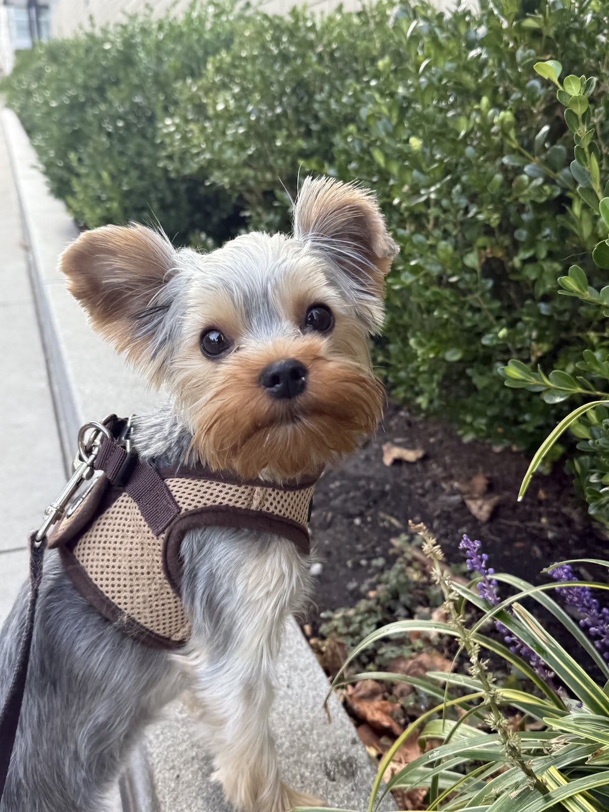 Pet Love NYC photo 3