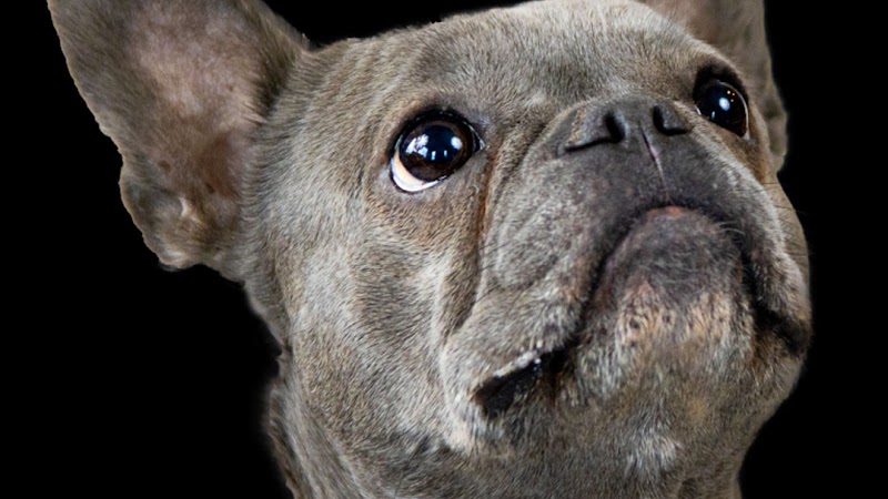 Pet Medical Transport