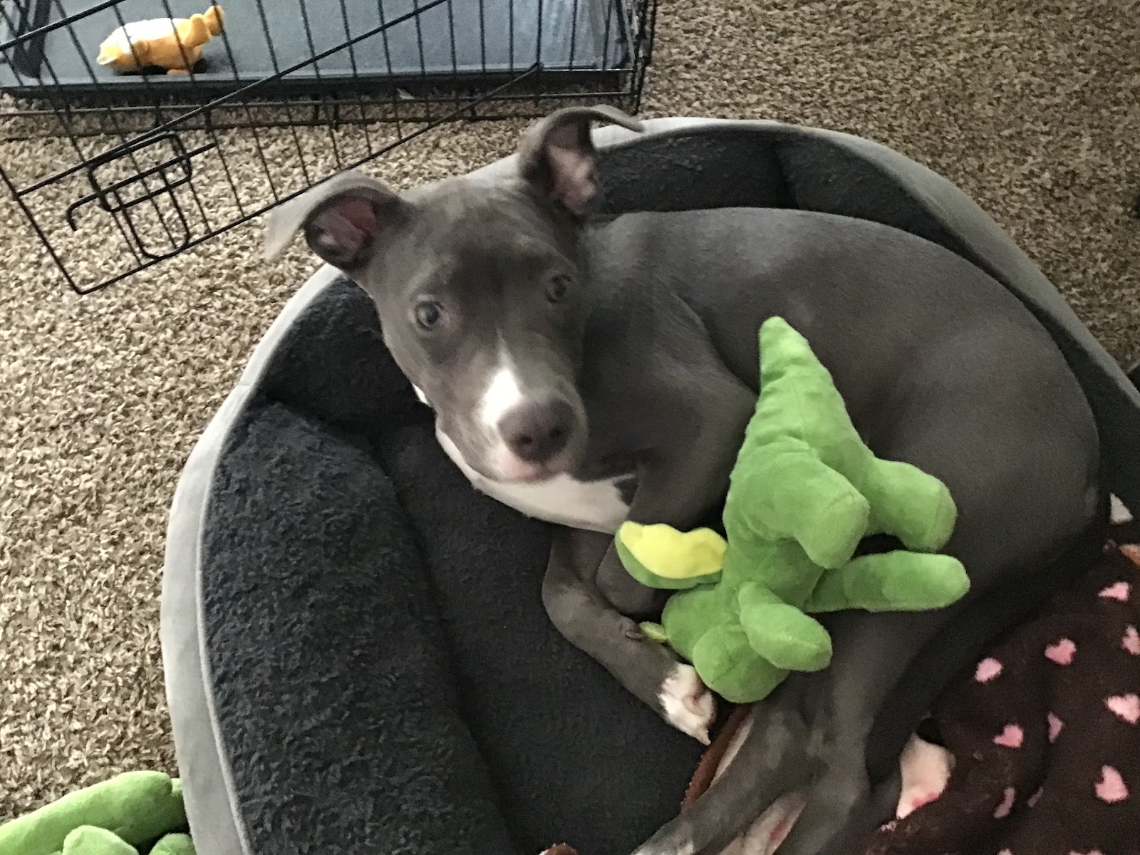 Pet Rehoming Network Philadelphia