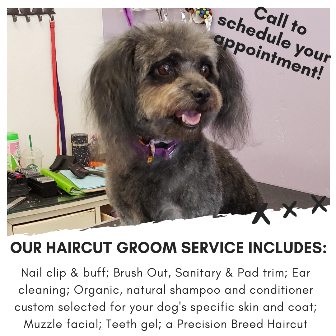 Pet Stylista