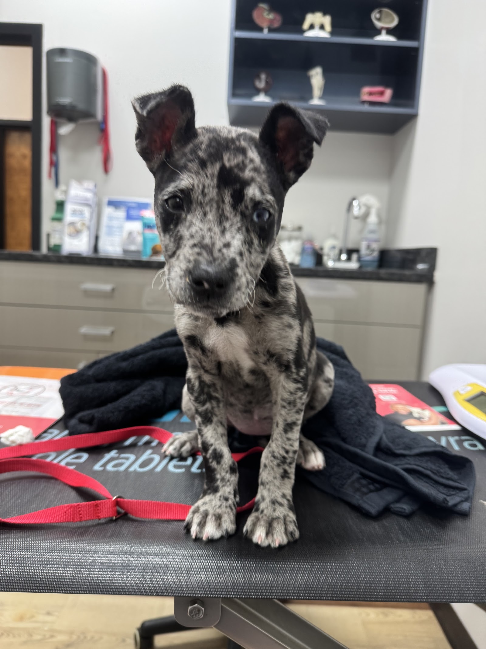 Pet Urgent Care of Wesley Chapel