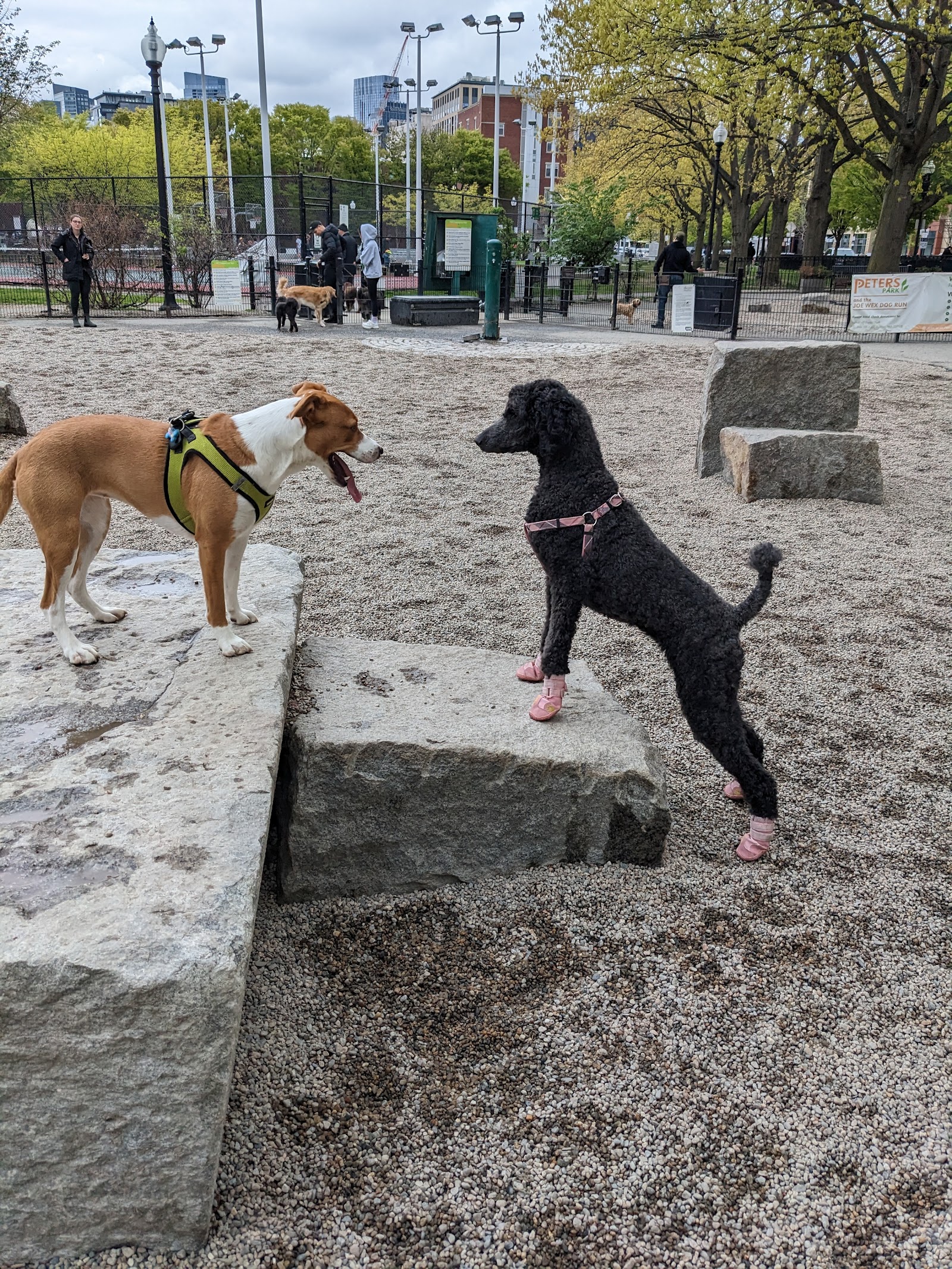 Peters Park Dog Park