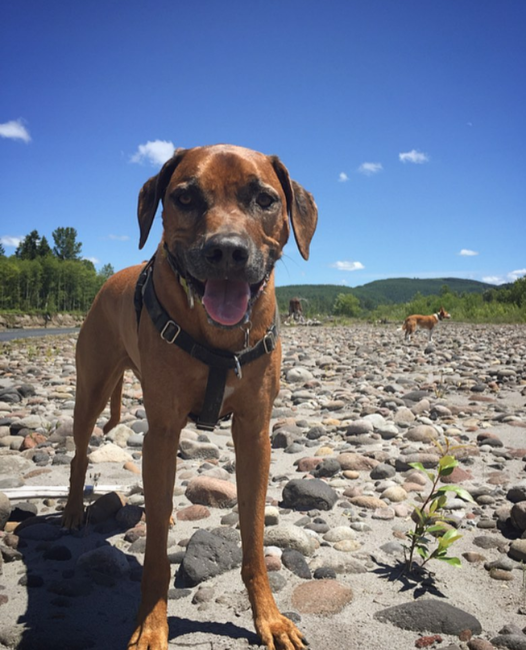 PetFriendly Portland Adventures photo 2