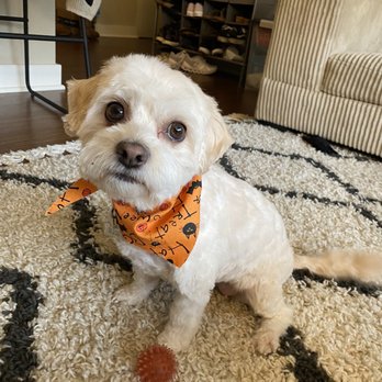 Petite Paws Seattle