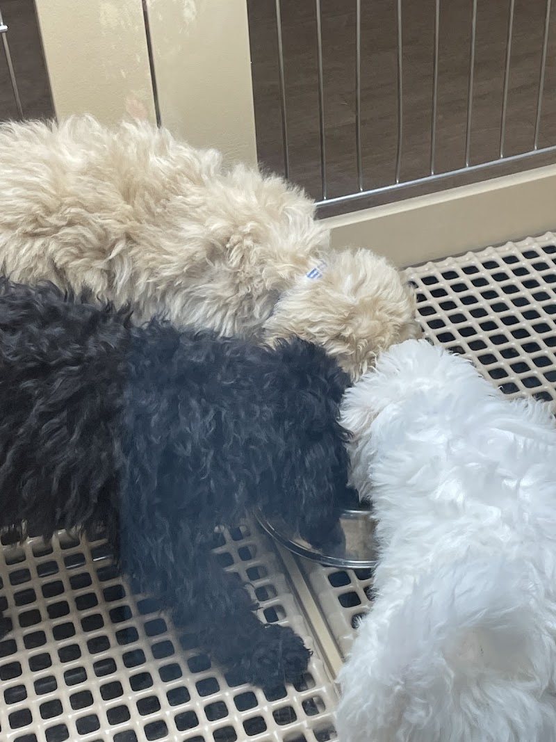 Petland Las Vegas photo 3