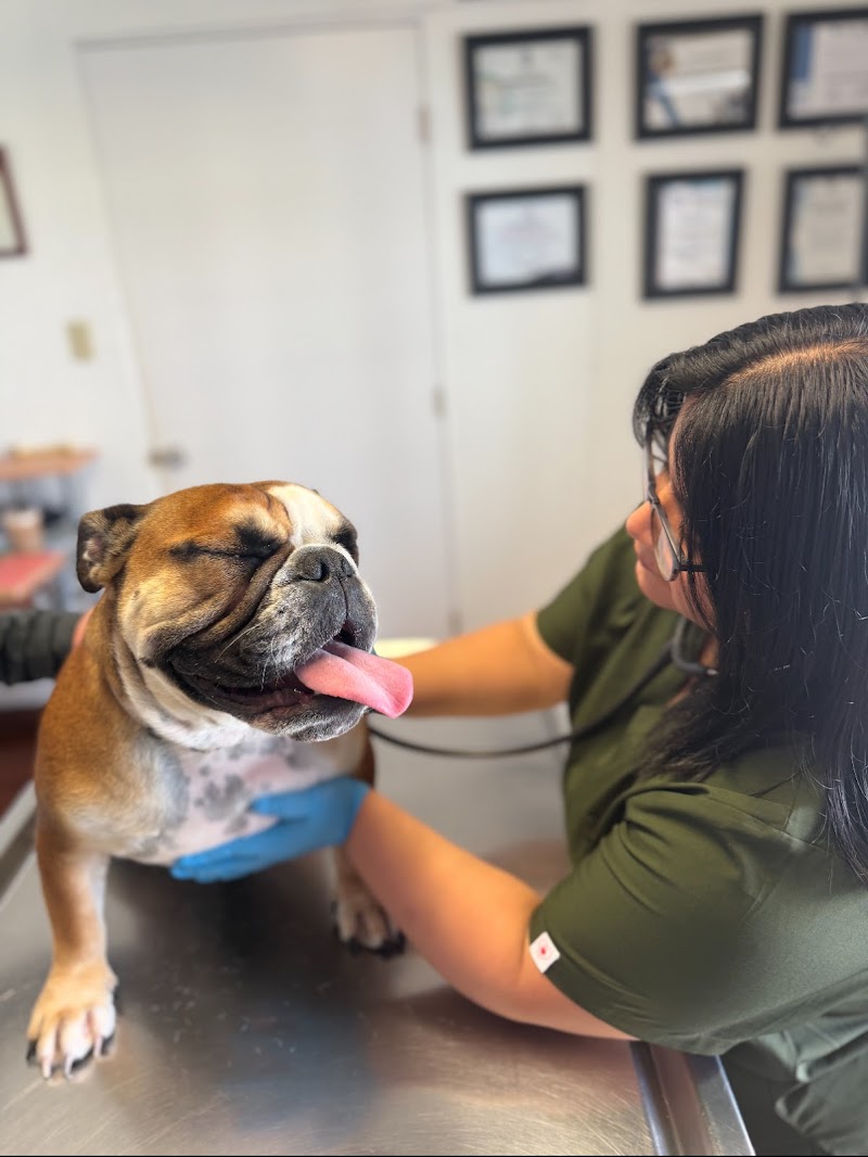 PetMex International Inc