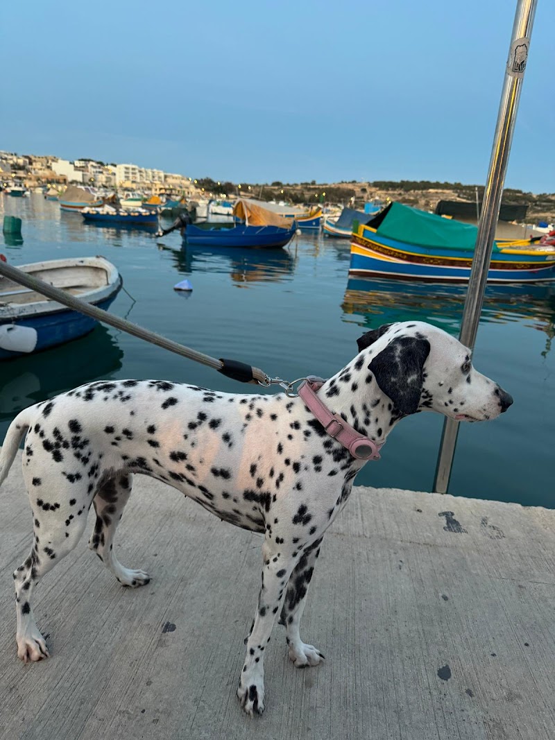 Pets 4 Jets LLC photo 3