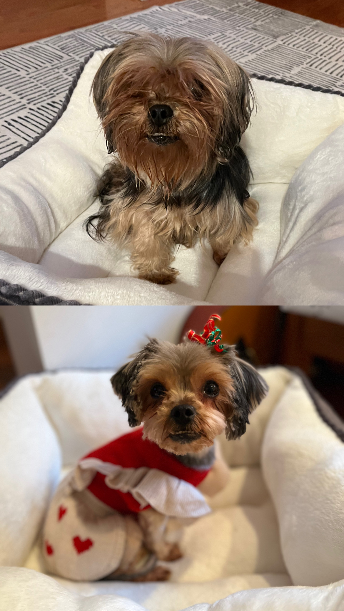 Pets and the City Shop
