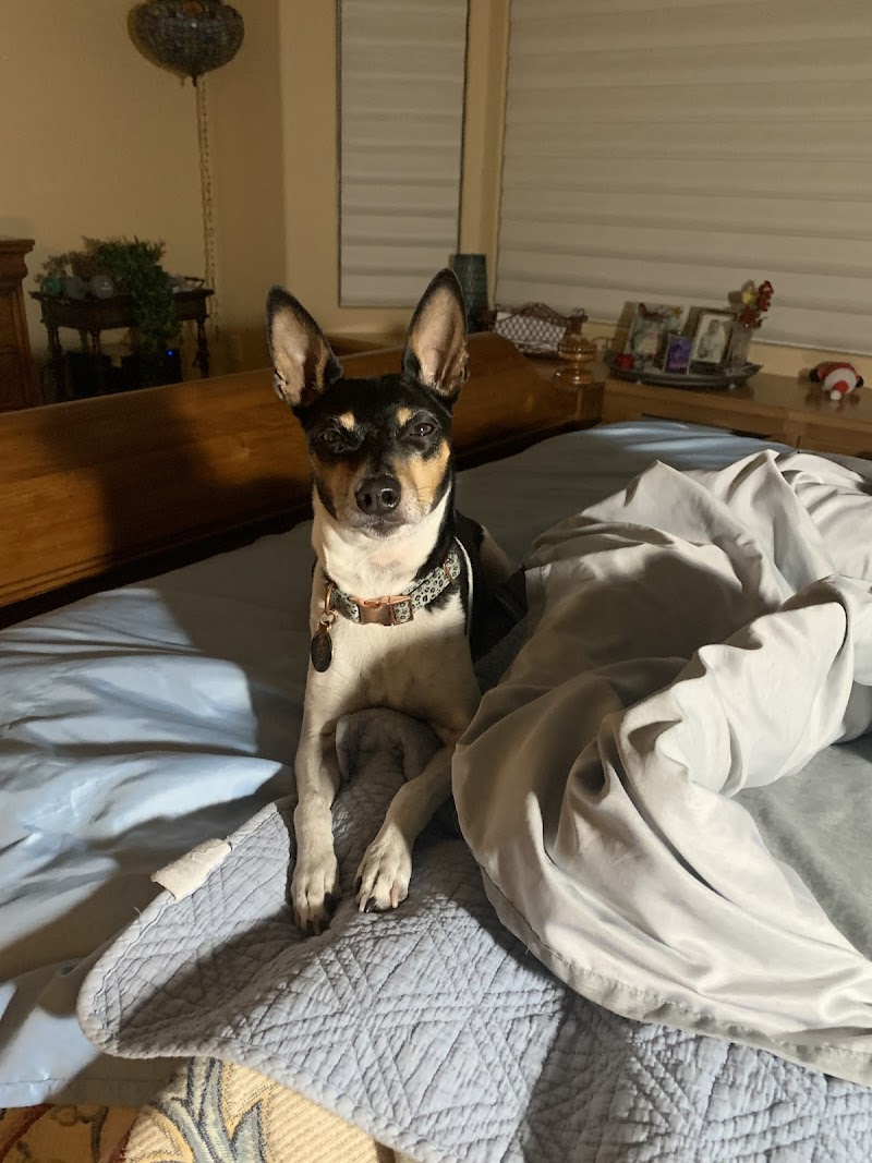 Pets R Family Too Pet/Home Sitting & Dog Walking