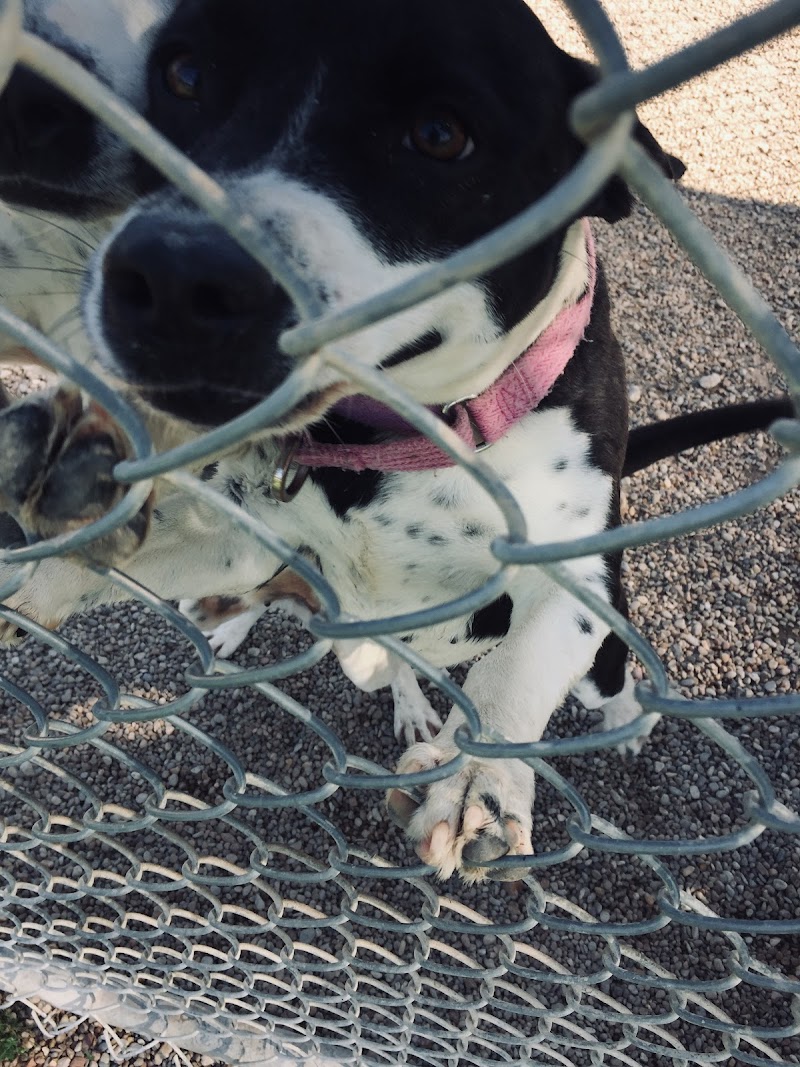 Pflugerville Animal Welfare Services