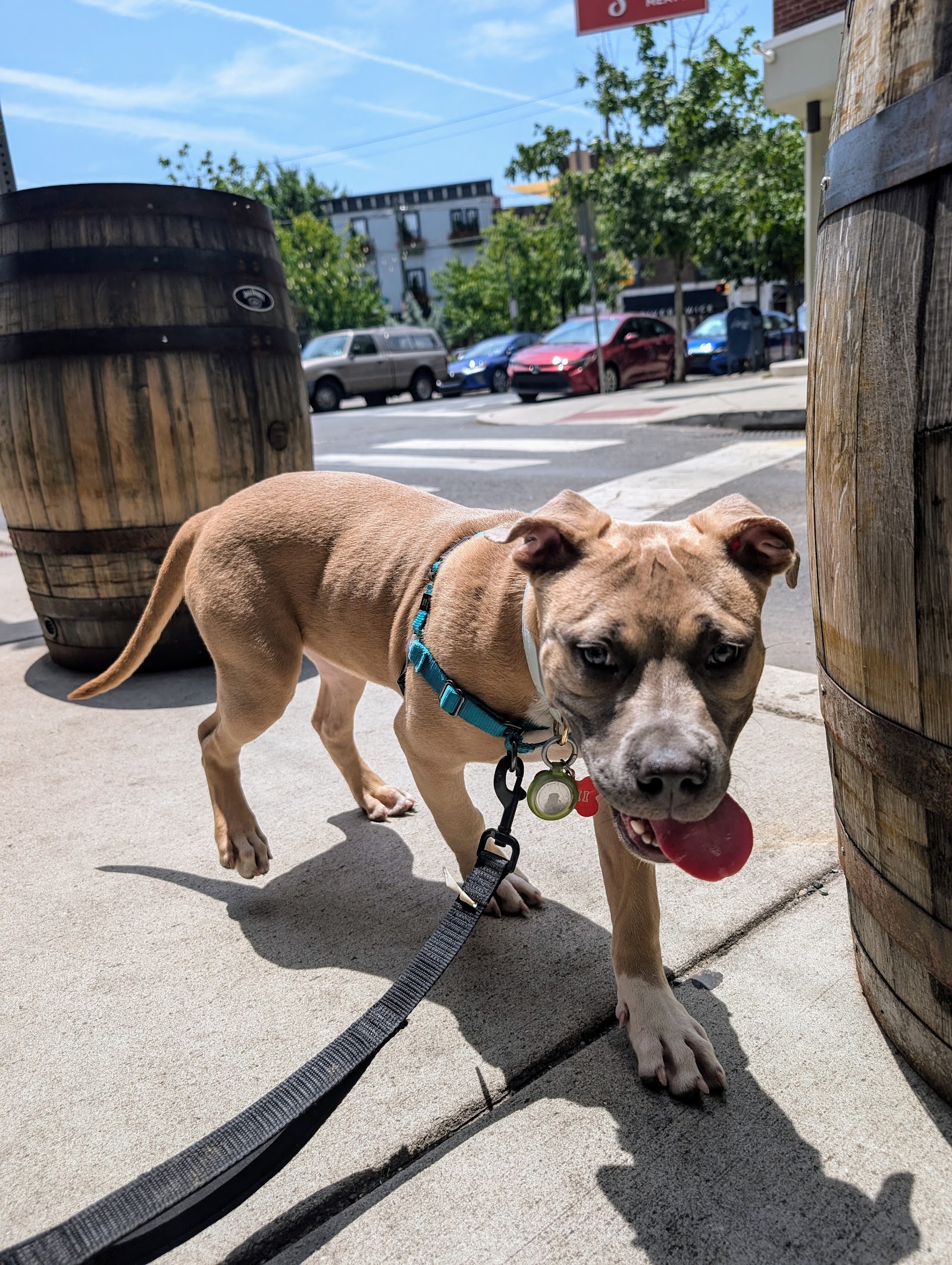 Philly Unleashed - Pant Dog Walker