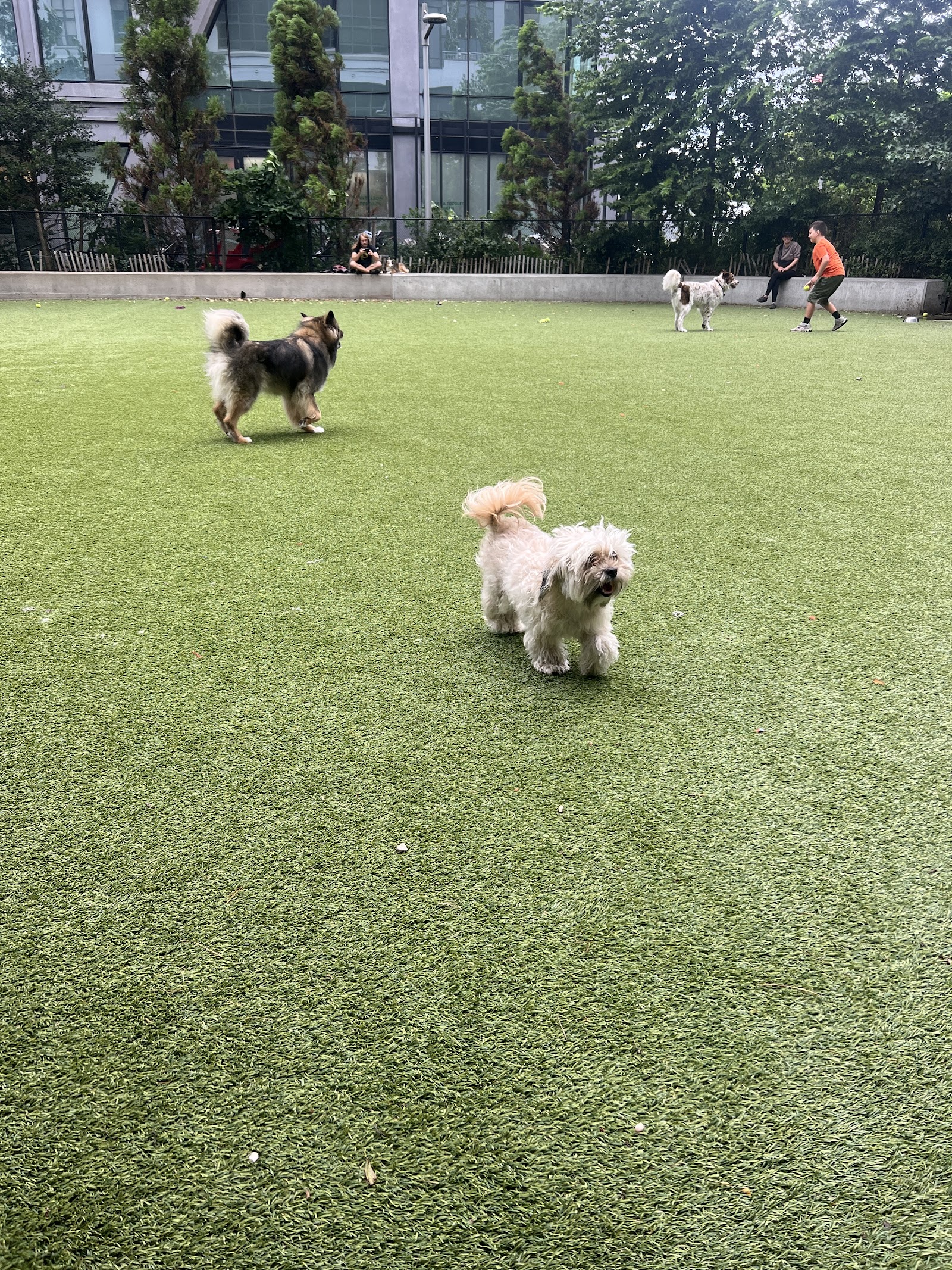 Pier 6 Dog Run