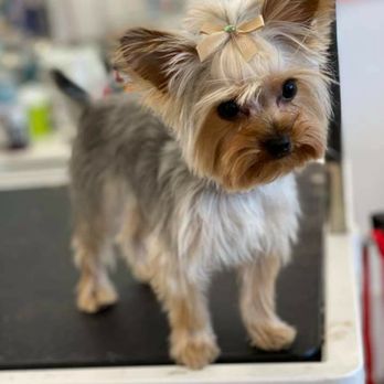 Piggy Tails Pet Spa & More