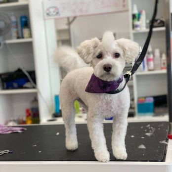 Piggy Tails Pet Spa & More photo 3