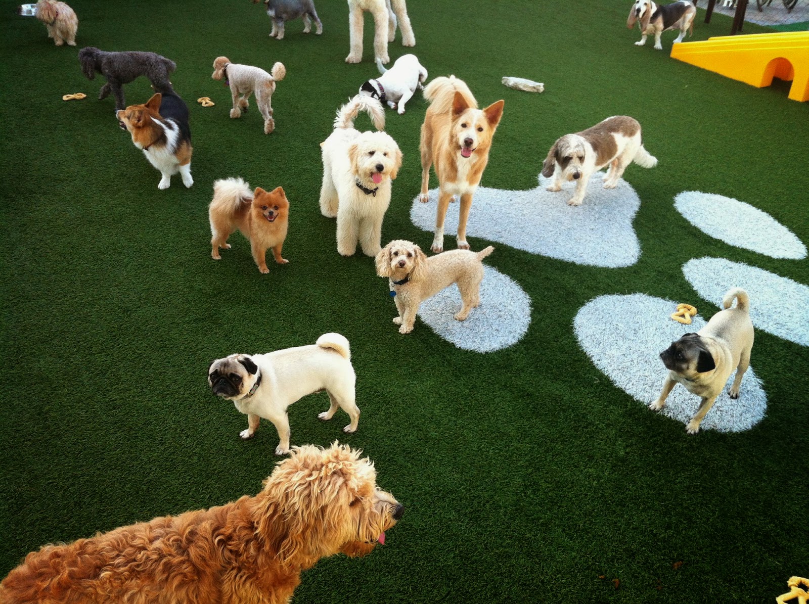 Pilar's Pet Resort