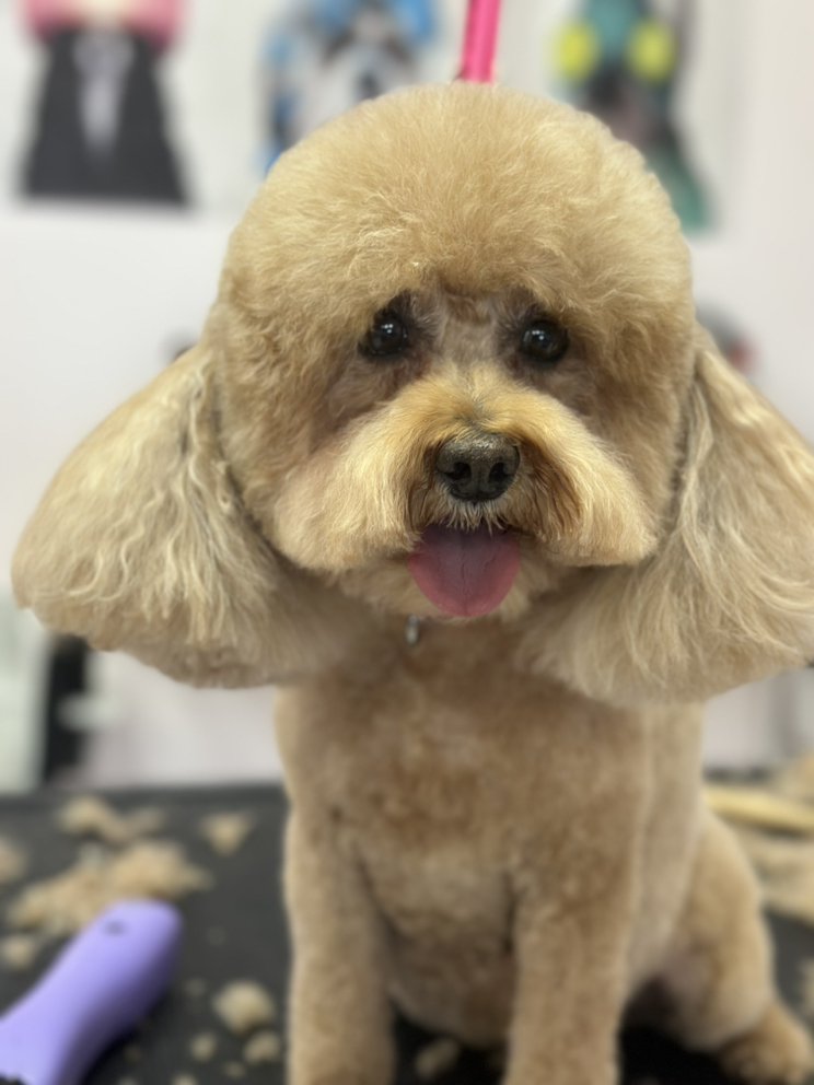 PinkPaw Pet Salon photo 2