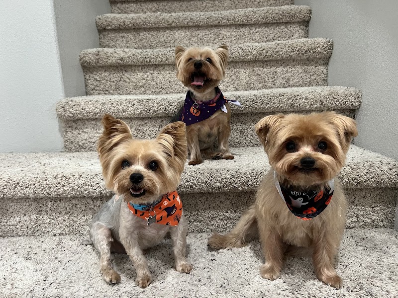 PinkPaw Pet Salon photo 3