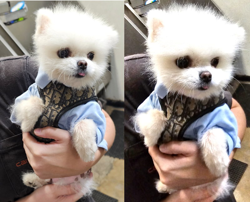 Point Loma Dog Salon N Spa