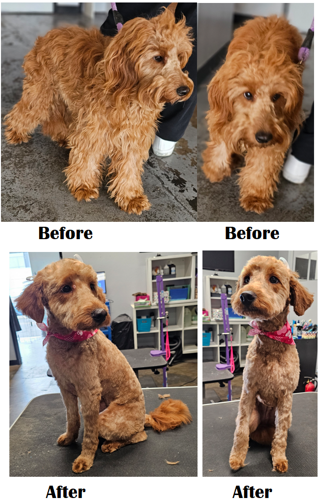 Point Loma Dog Salon N Spa photo 2