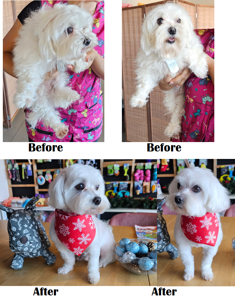 Point Loma Dog Salon N Spa photo 3