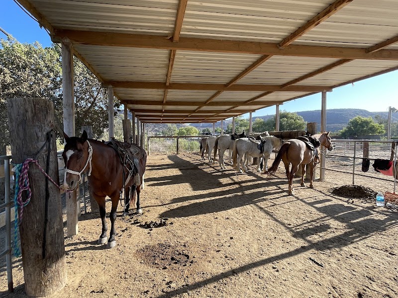 Pony Land: Pony Rides & Petting Zoo photo 3