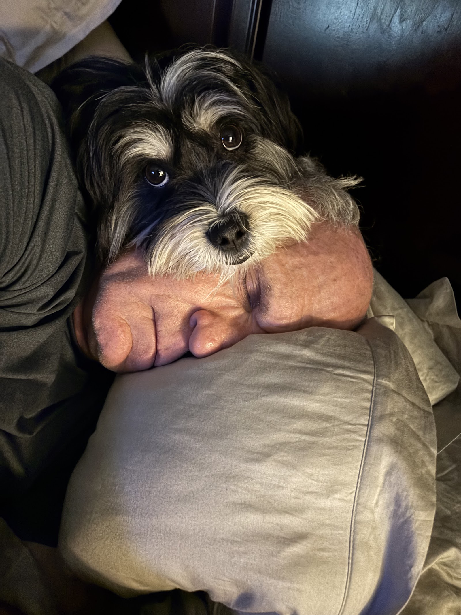 Pooch Savers Rescue