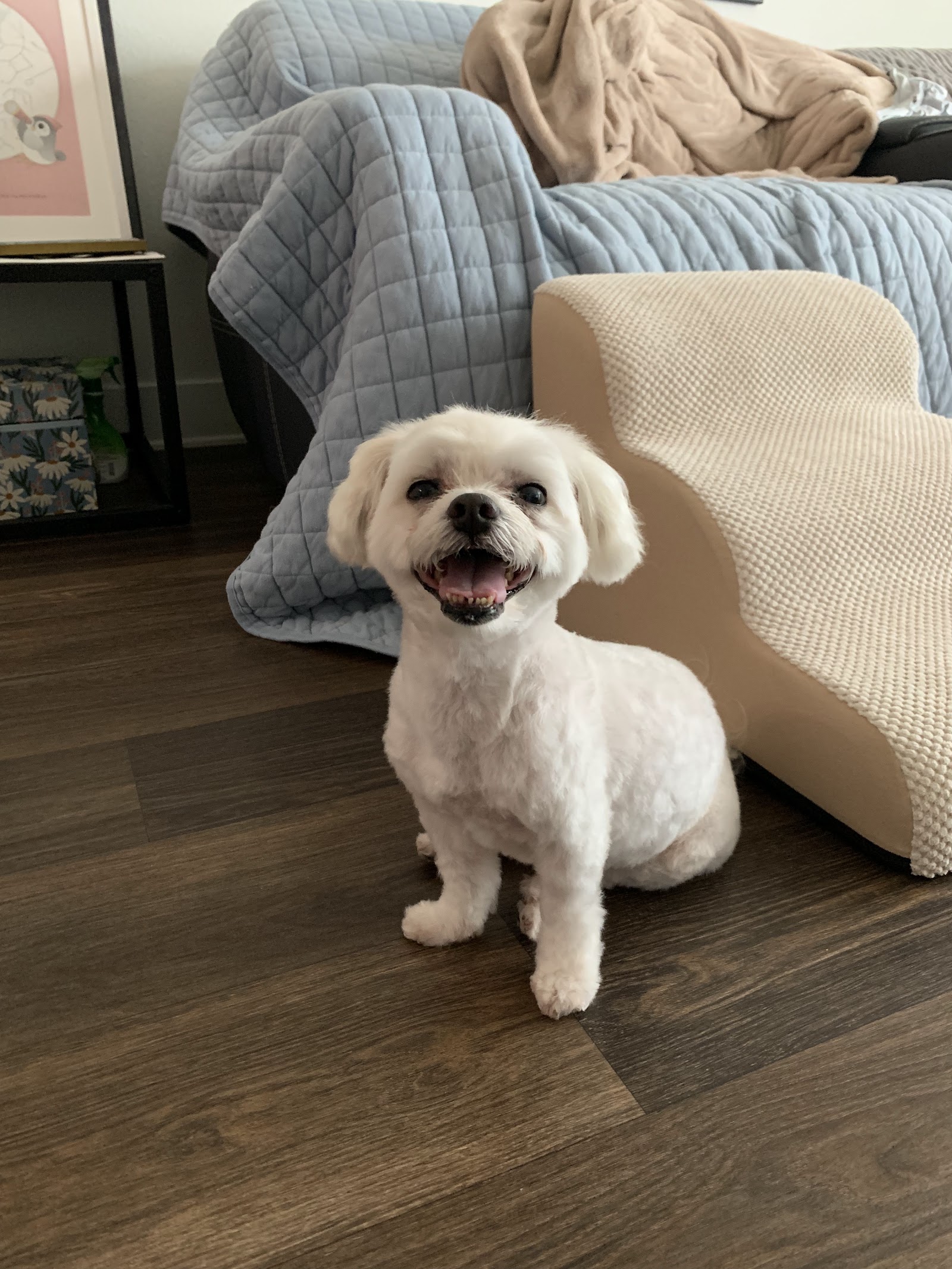 Poochies Mobile Pet Grooming
