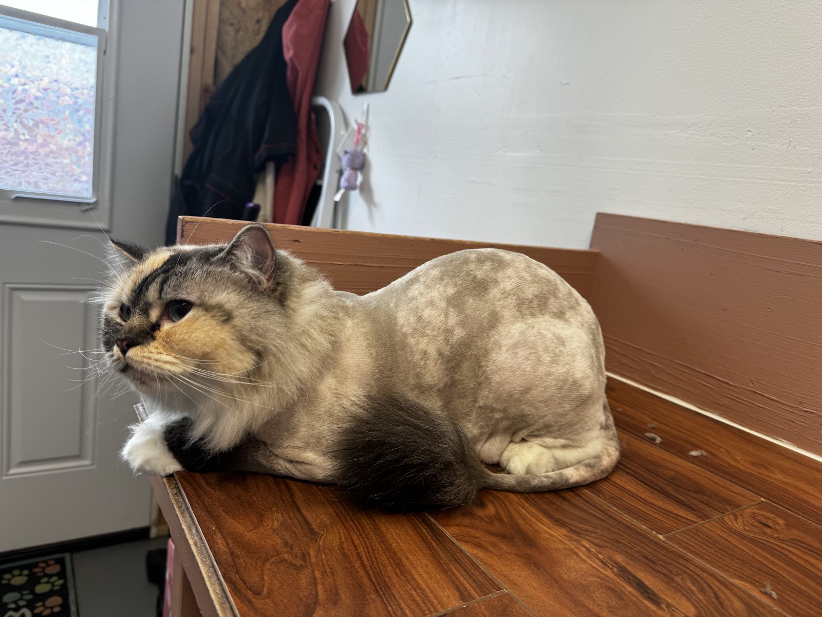 Portland Cat Grooming