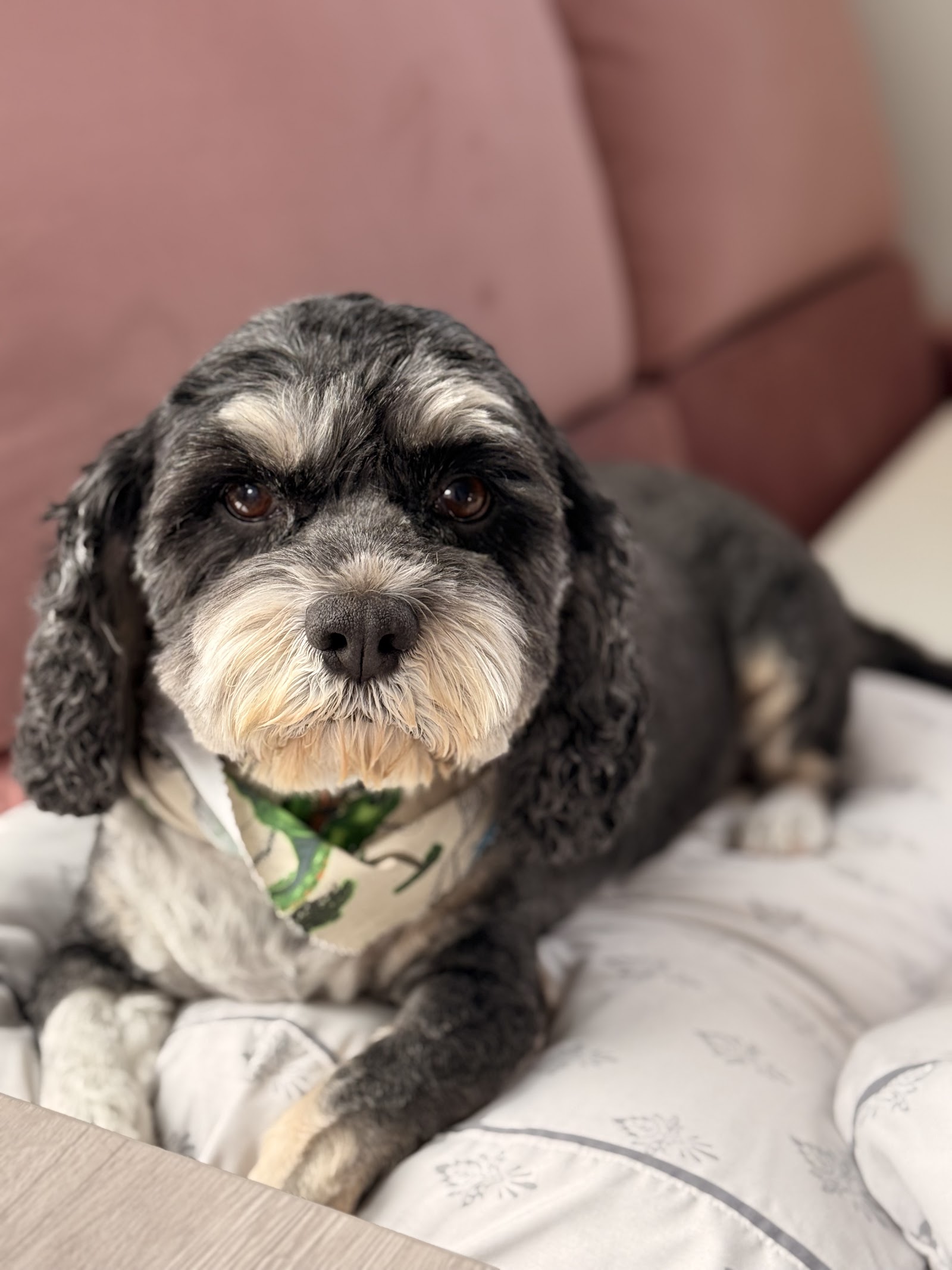 Posh Paws Grooming Salon
