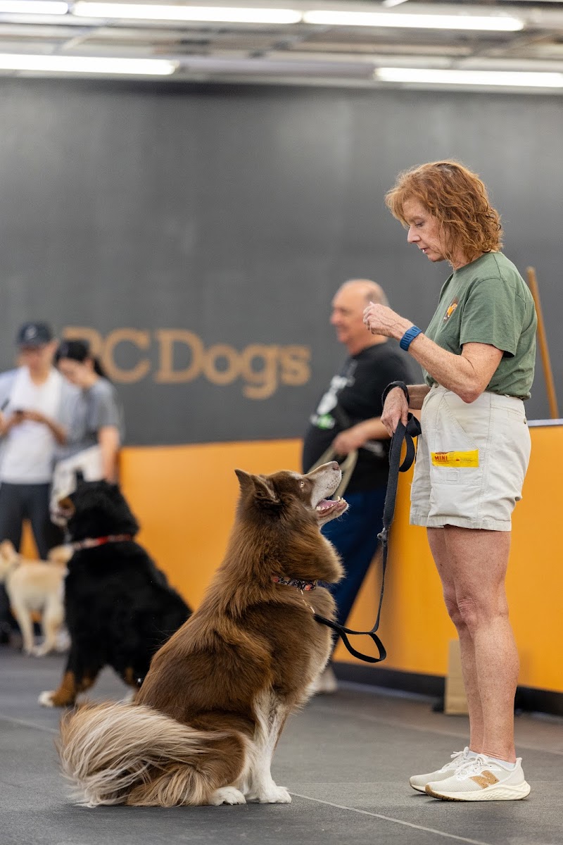 Positive Changes Dog Training