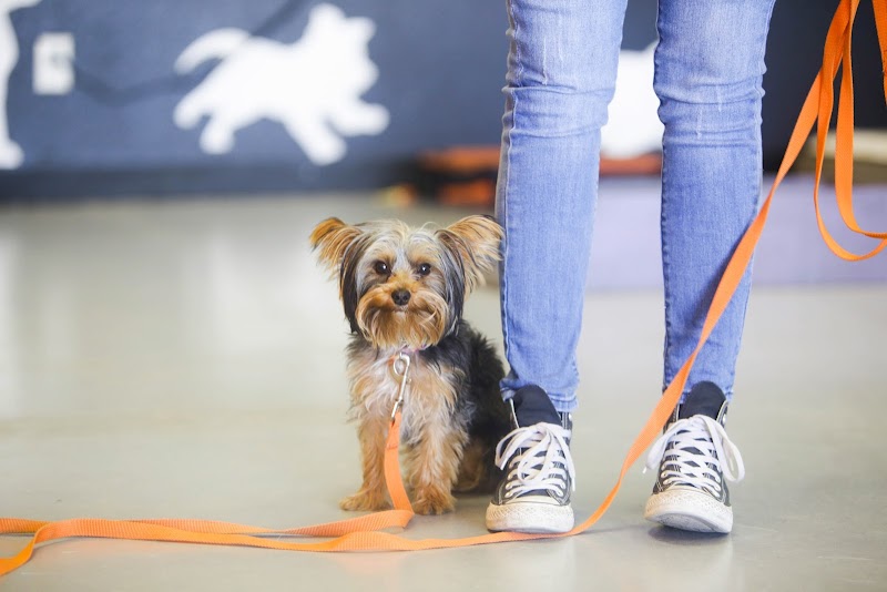 Positive Changes Dog Training photo 2