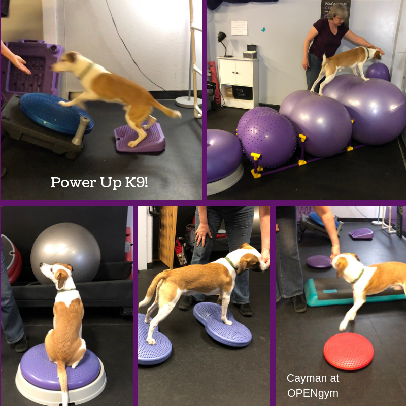Power Up K9! photo 2