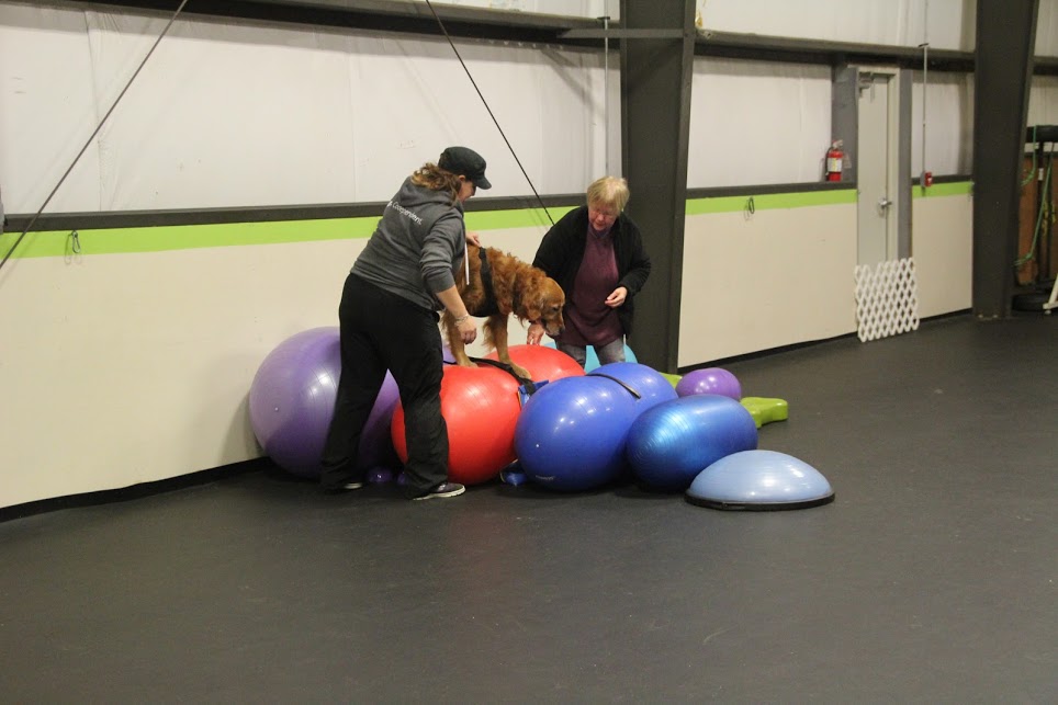 Power Up K9! photo 3