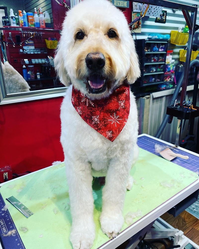 Praise the Paw photo 2