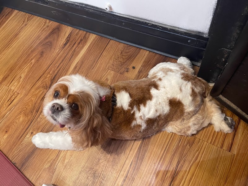 Praise the Paw photo 3