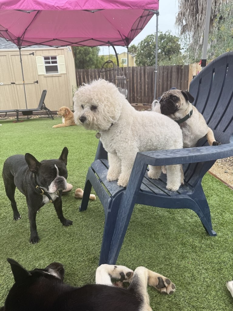 Precious Pet Care San Diego photo 3