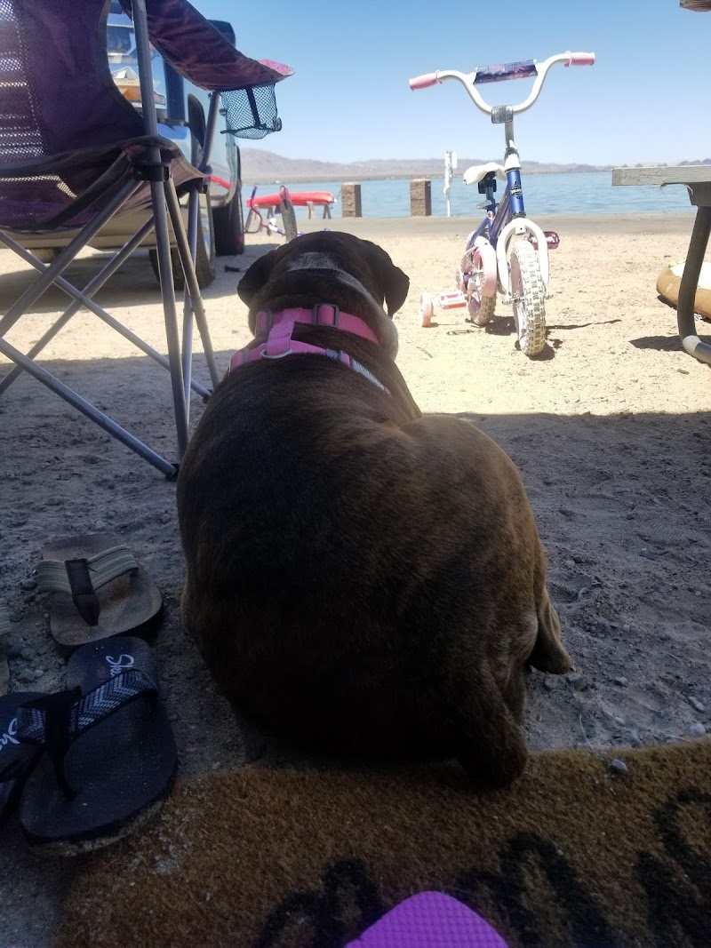 Precious Pets Animal Service photo 3