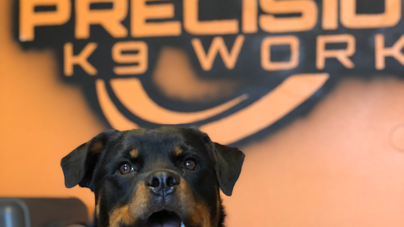 Precision K9 Work - Austin Dog Training