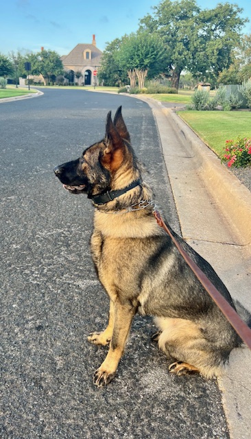 Precision K9 Work - Austin Dog Training photo 3