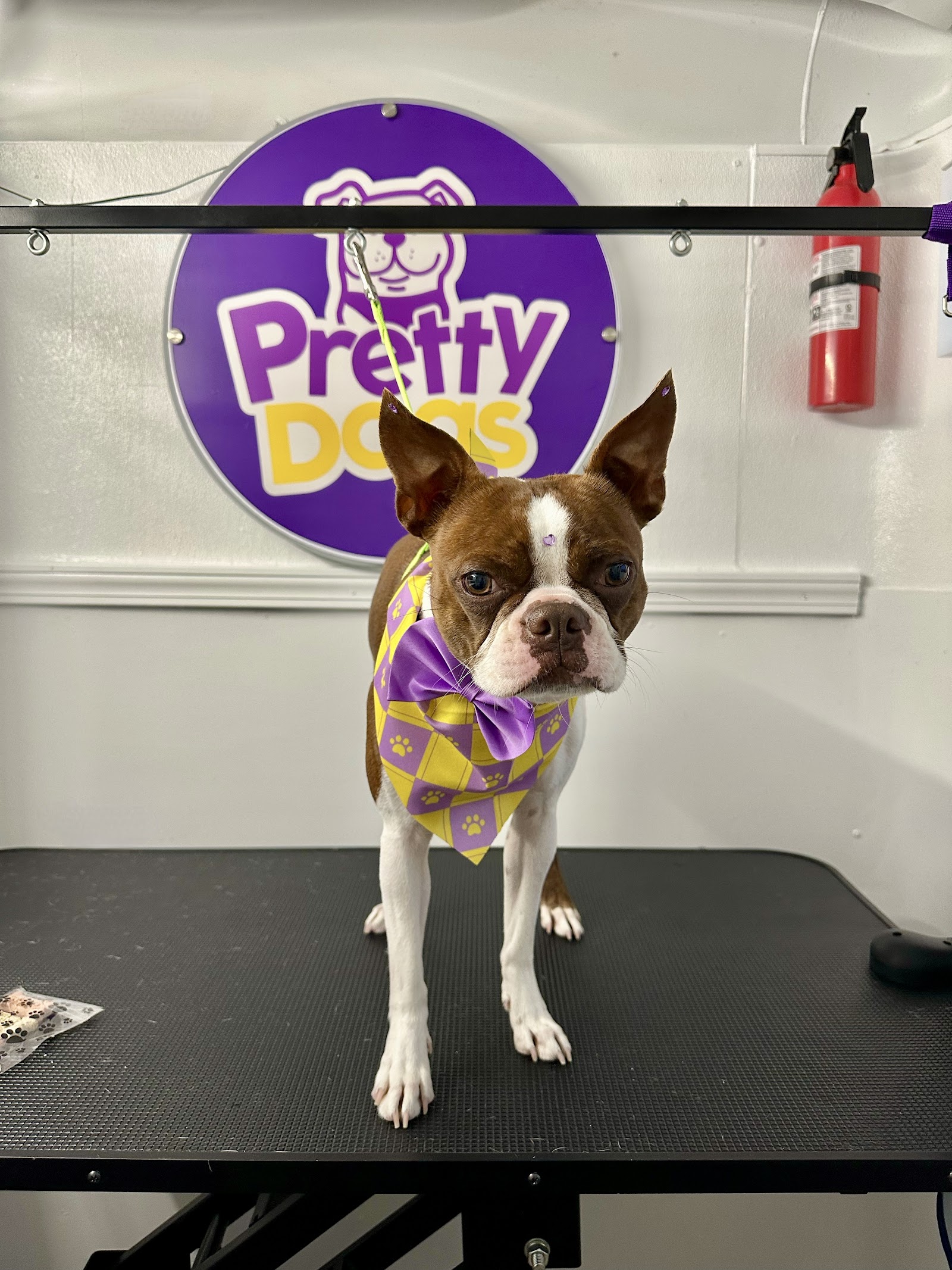 Pretty Dogs Mobile Grooming