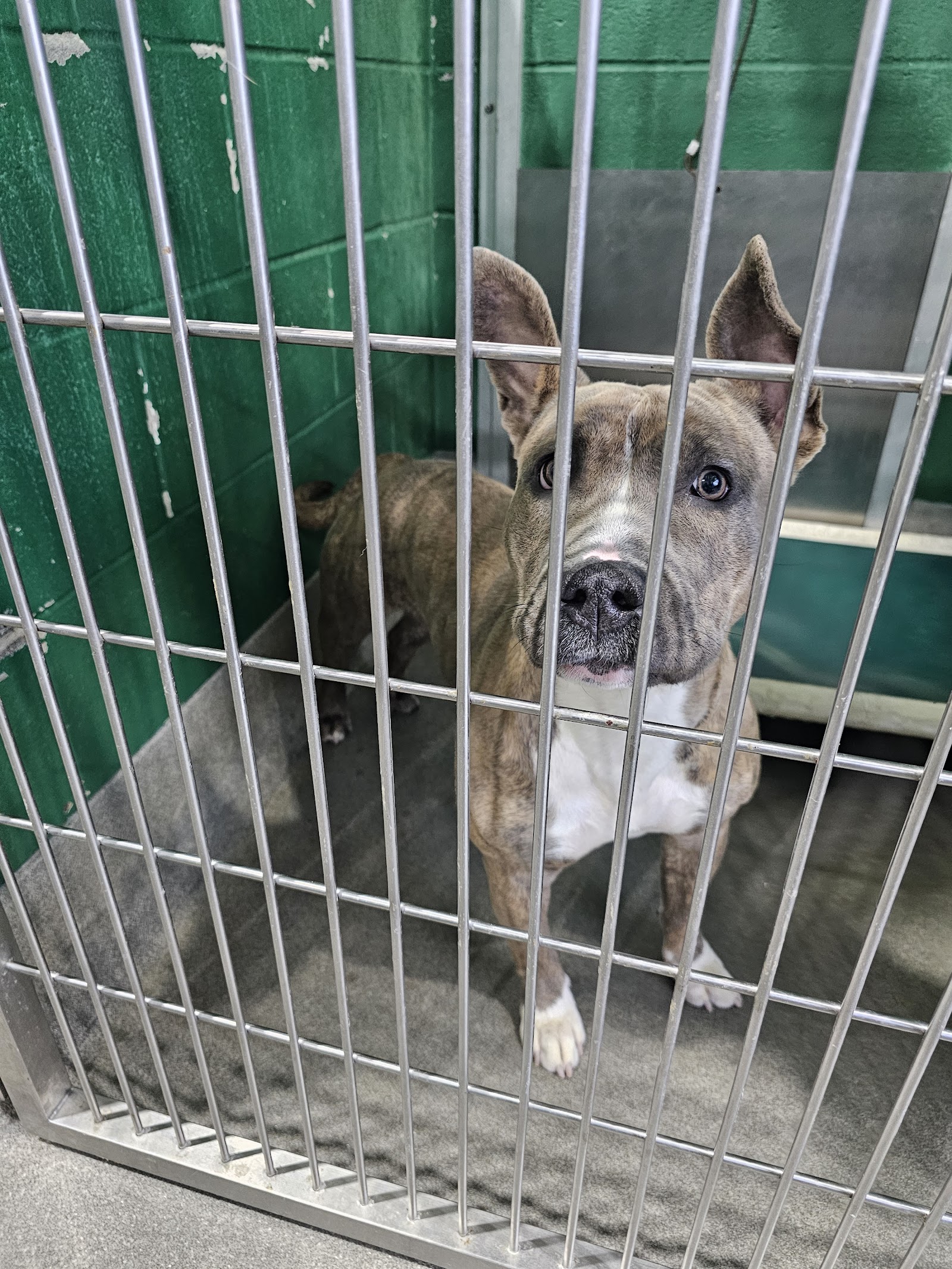 Prince George's County Animal Services Facility & Adoption Center