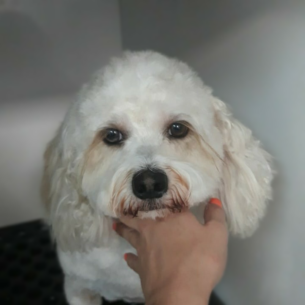 Pristine Pet Spa (Mobile grooming)