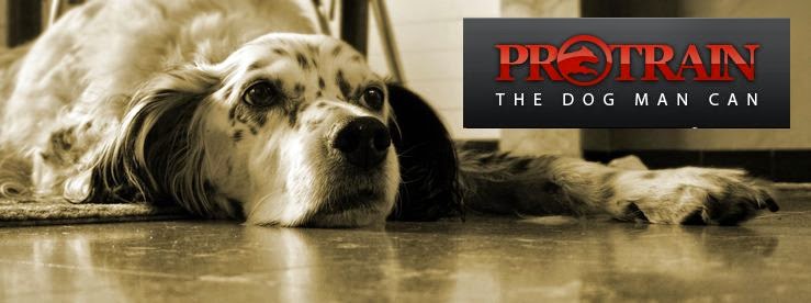 Pro-Train Innovative Dog Training