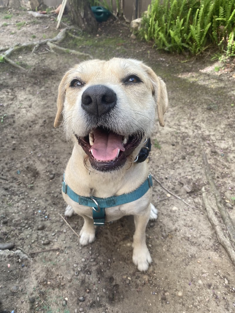 Pro-Train Innovative Dog Training photo 3