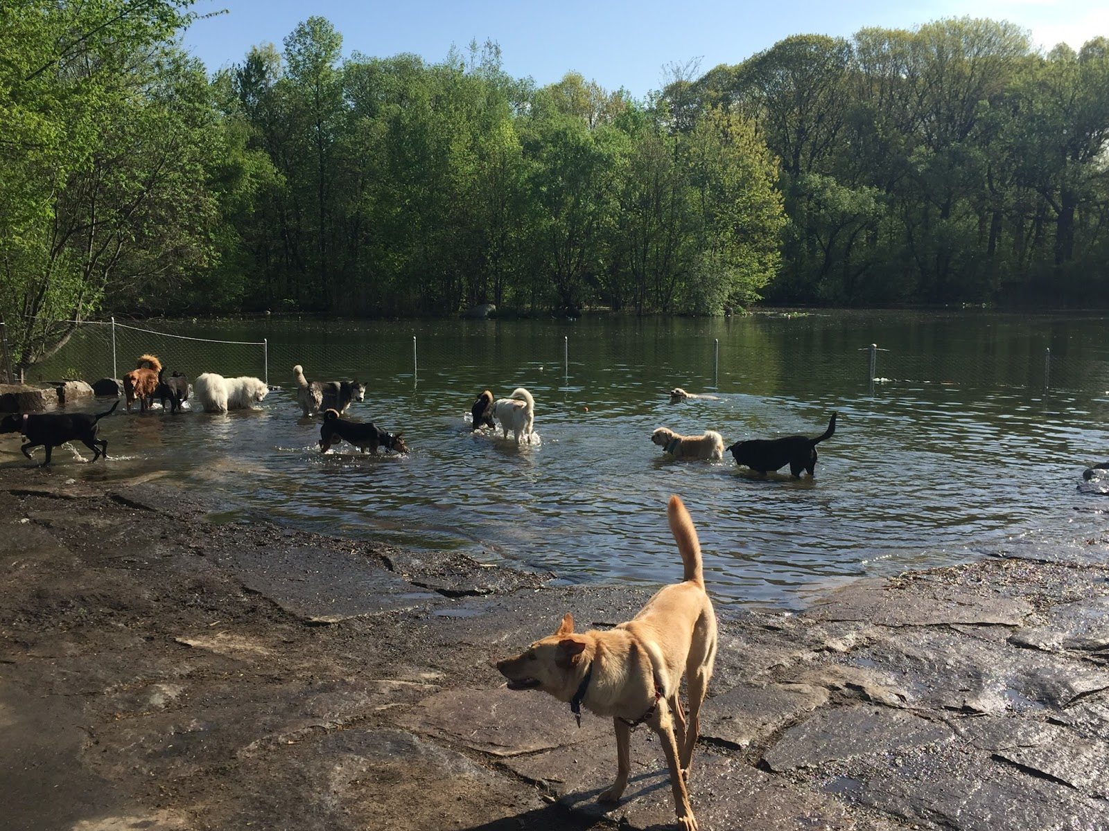 Prospect Park Dog Beach