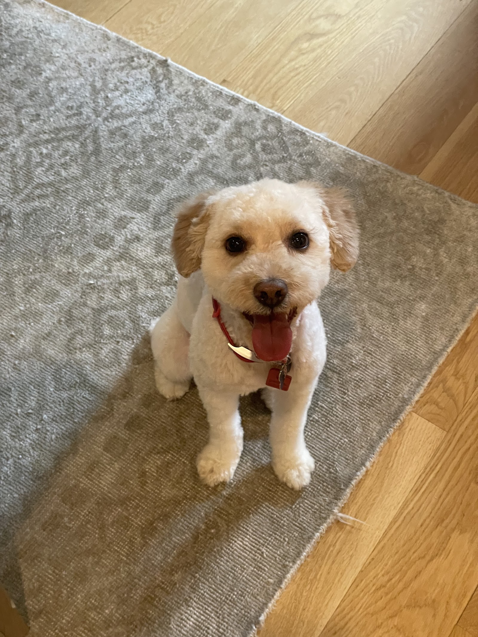 pupculture FiDi