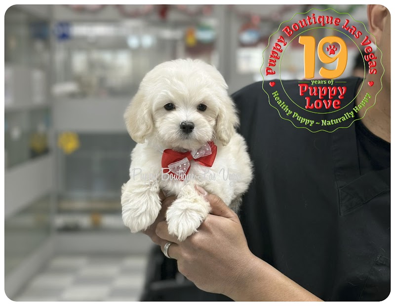 Puppy Boutique Las Vegas photo 3